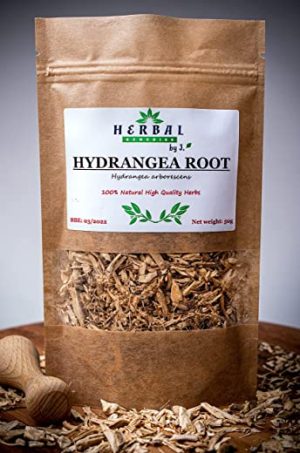 hydrangea tea root dried herb uti kidney stones bladder urinary hydrangea