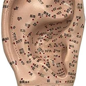 Education Human Acupuncture Model 16Cm - Letras Chinas Hd Medicine Ear Model - Ear Acupuncture Model - Acupuncture Points for Human Pressure Point