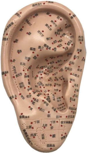 grfit 16cm human acupuncture model hd lettering chinese medicine ear model